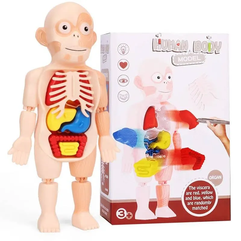 Jucarie Educativa, Corpul Uman, 17 Piese, 23 Cm, Invatare prin Joaca, + 3 Ani